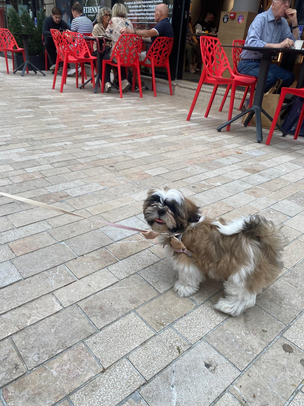L'Etoile De Rehua - Chiots disponibles - Shih Tzu
