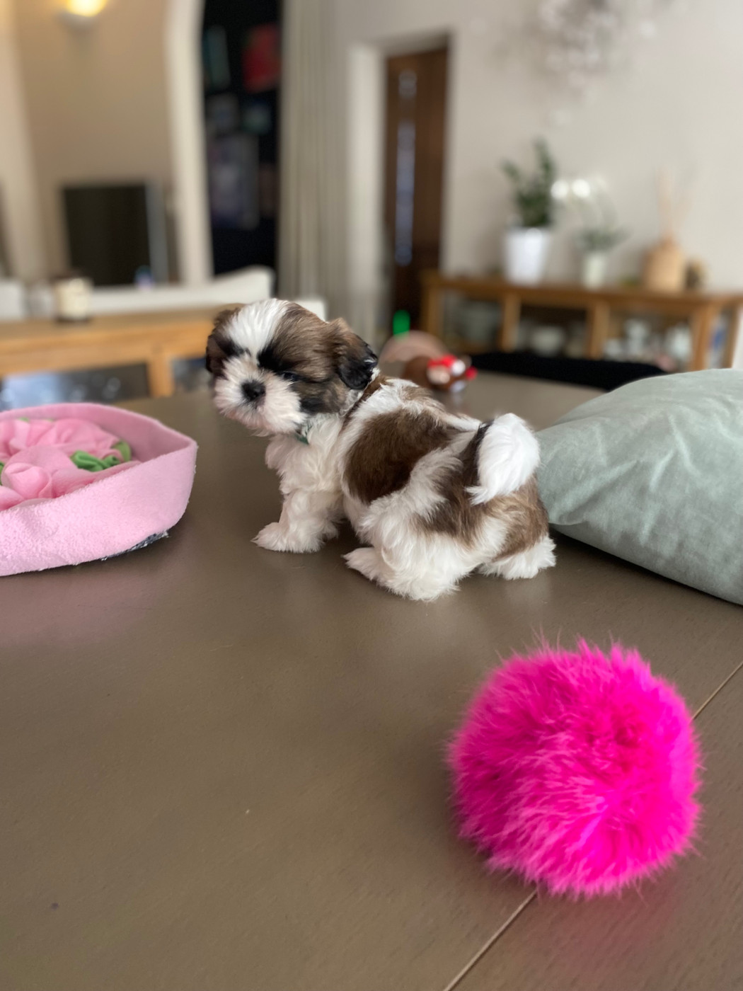 L'Etoile De Rehua - Chiots disponibles - Shih Tzu