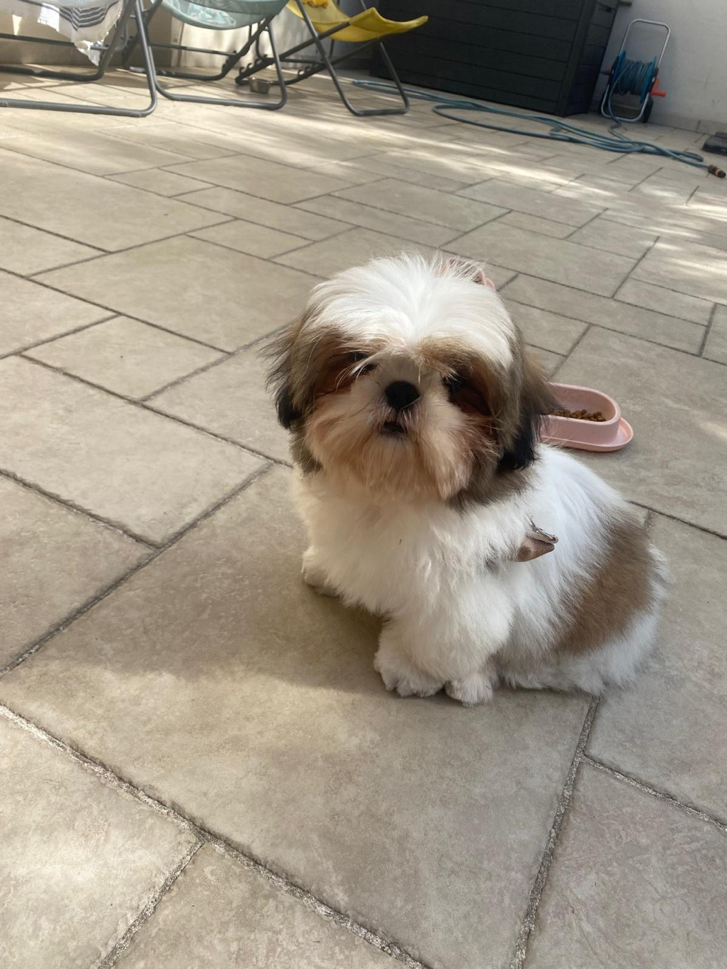 L'Etoile De Rehua - Chiots disponibles - Shih Tzu